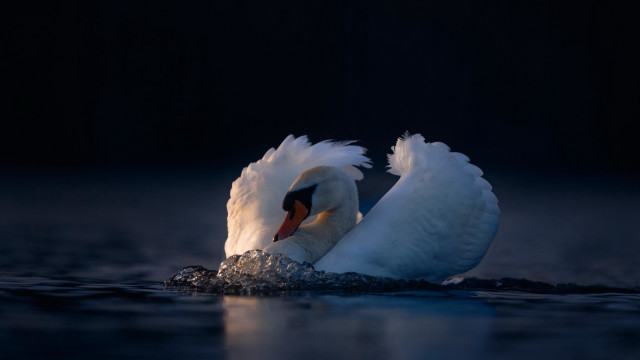 Swan spread wings water photorealistic free wallpaper - medium preview image