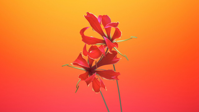 Red flower yellow background floating free wallpaper - medium preview image