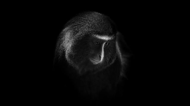Monkey blackwhite dark background white free wallpaper - medium preview image