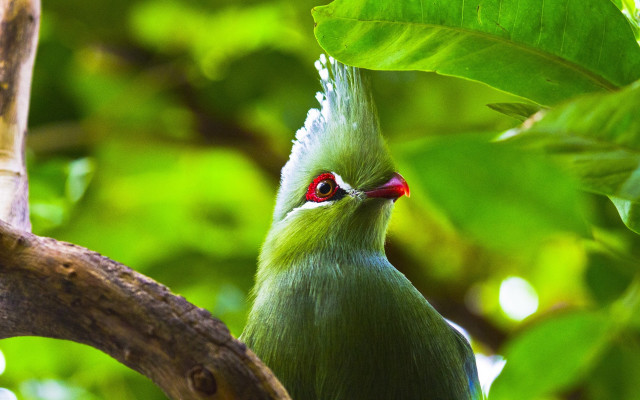 Green bird red eyes tree free wallpaper - medium preview image