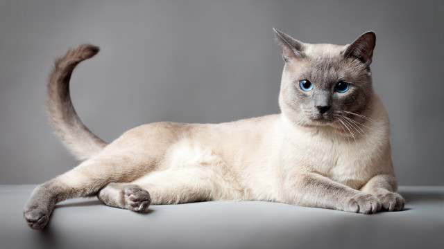Calico blue eyed cat shiba free wallpaper - medium preview image
