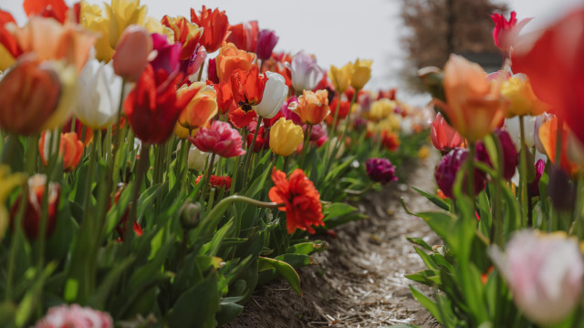 Flower field bokeh colorful sky free wallpaper - medium preview image