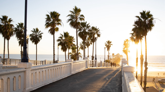 Long white fence palm trees free wallpaper - medium preview image