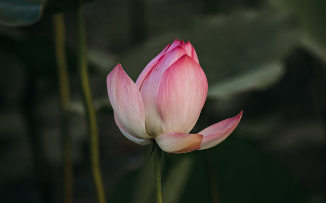 Pink flower green stem blurry #2 free wallpaper - medium preview image