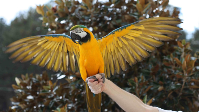 Parrot spread wings outdoors snow free wallpaper - medium preview image