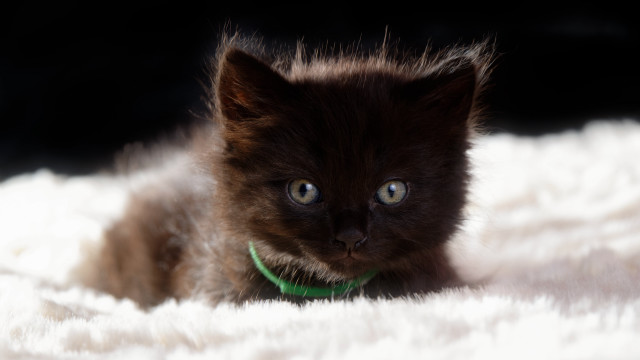 Small kitten green collar white free wallpaper - medium preview image