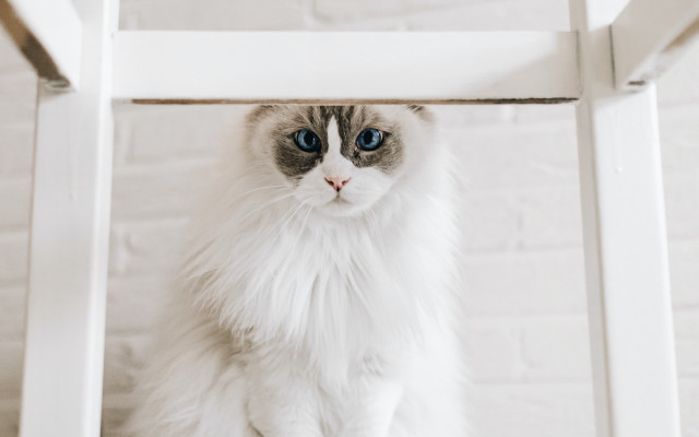 White cat blue eyes under free wallpaper - medium preview image