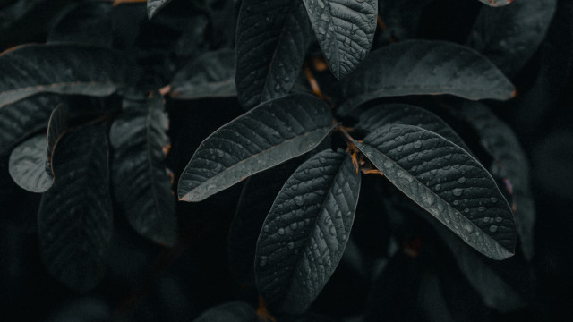 Close up plant leaves black #3 free wallpaper - medium preview image