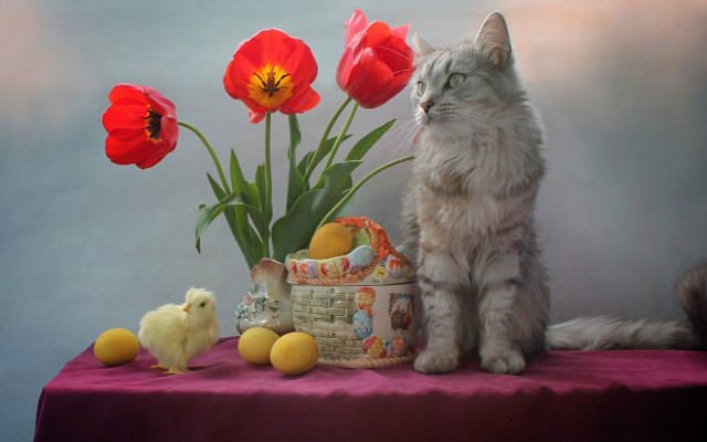 Cat basket flowers chick food free wallpaper - medium preview image