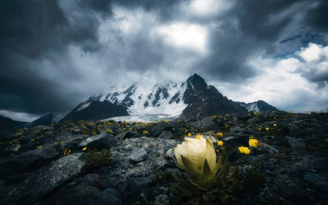 Mountain flower cliff night sky free wallpaper for desktop - medium preview image