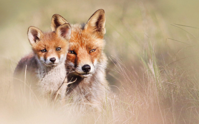 Foxes tallgrass camera artist animals free wallpaper - medium preview image