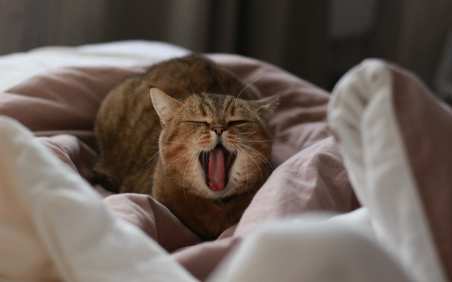 Cat yawning bed pinkblanket whitepillow free wallpaper - medium preview image