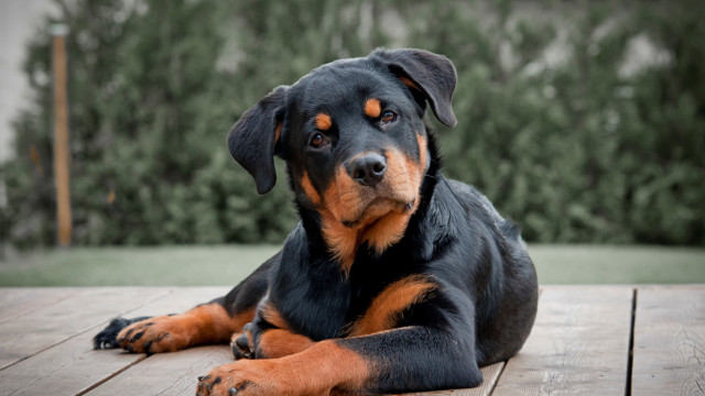 Dog laying wooden deck forest free wallpaper - medium preview image