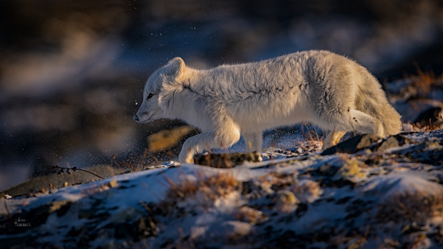 Polar bear snowy hill aurora free wallpaper - medium preview image