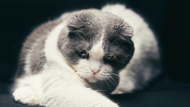 Cat serious green eyes black free wallpaper - medium preview image