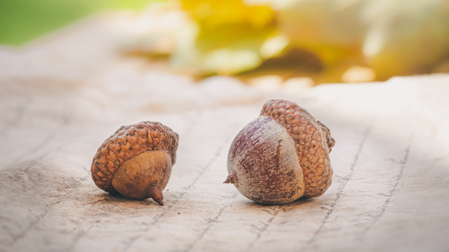 Nuts paper tablecloth blurry leaves free wallpaper - medium preview image
