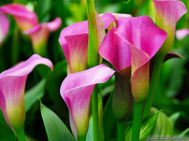 Pink flower green leaves blurry #5 free wallpaper - medium preview image