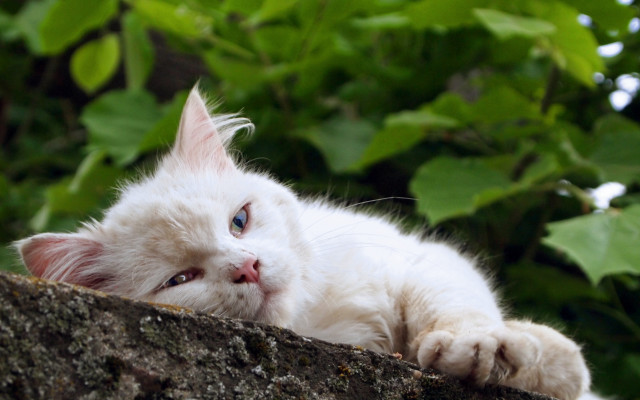 White cat on branch with free wallpaper - medium preview image