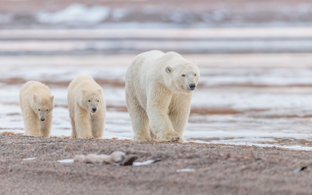 Polar bears beach water sand free wallpaper - medium preview image