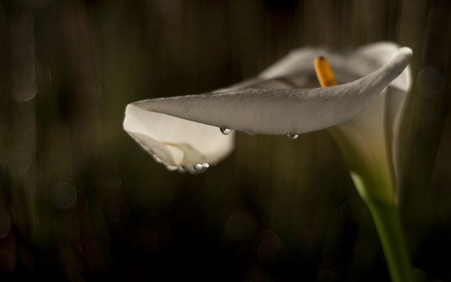 White flower water droplets green #4 free wallpaper - medium preview image