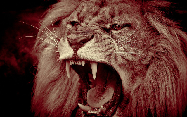 Lion open mouth angry realistic free wallpaper - medium preview image