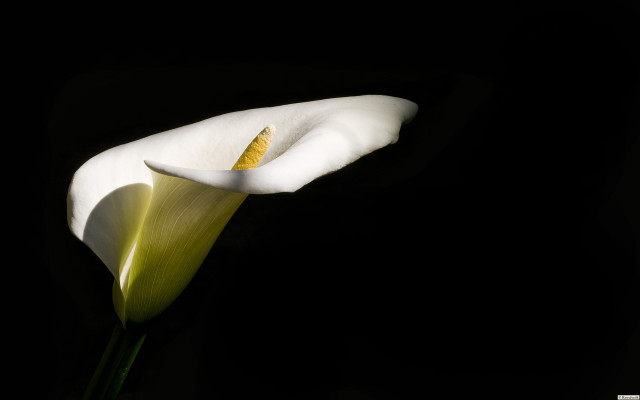 White flower yellow stamen black free wallpaper - medium preview image