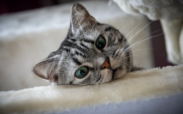 Cat blanket bed stuffed animal free wallpaper - medium preview image