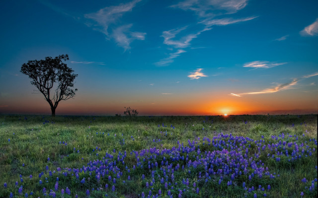 Sunset tree field blueflowers clouds free wallpaper - medium preview image