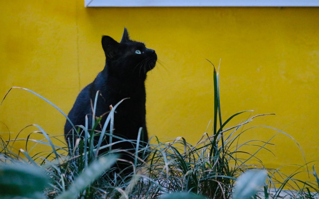 Black cat yellow wall grass free wallpaper - medium preview image