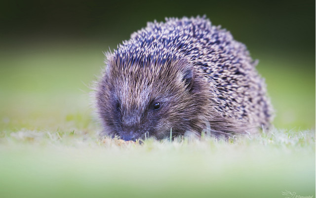 Hedgehog grass daytime sun tiltshift free wallpaper - medium preview image