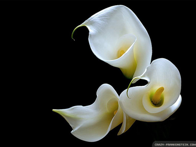 Two white flowers black background free wallpaper - medium preview image
