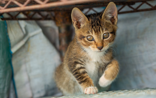 Curious kitten shelf arabesque tiltshift free wallpaper - medium preview image
