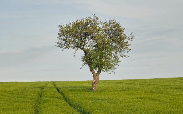 Lone tree green field trail free wallpaper - medium preview image