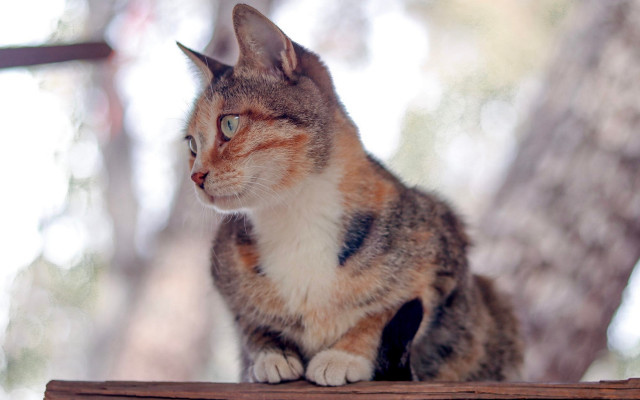 Cat wooden table trees window free wallpaper - medium preview image