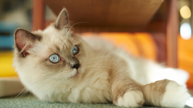 Blue eyes cat on floor free wallpaper - medium preview image