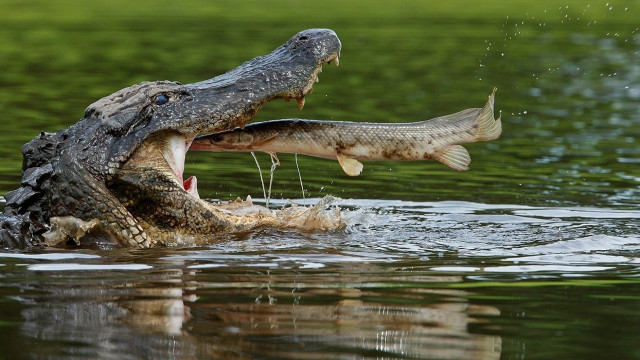 Alligator eating fish photorealistic boat free wallpaper - medium preview image