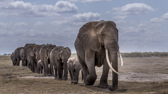 Elephants drygrass trees cloudy sky free wallpaper - medium preview image