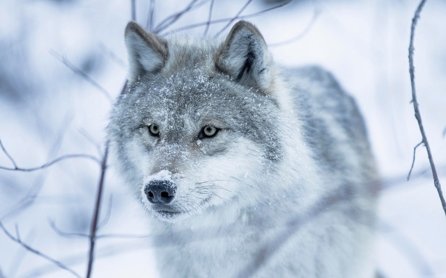 Wolf snowy woods branch photorealistic free wallpaper - medium preview image