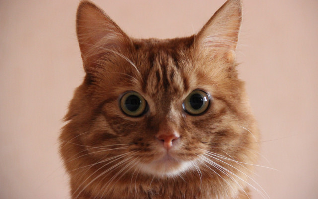 Surprised cat pink background white free wallpaper - medium preview image