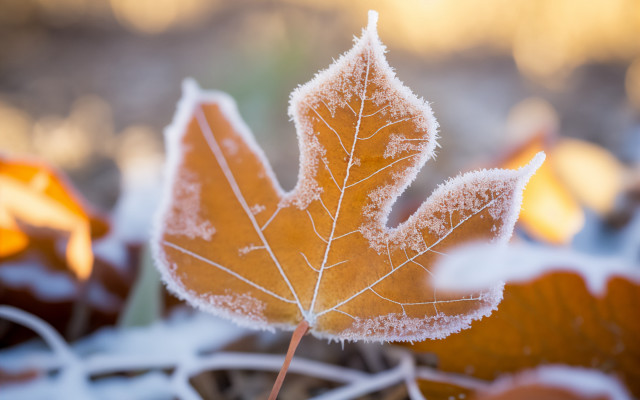 Leaf frost winter macro bokeh free wallpaper - medium preview image