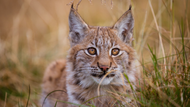 Small cat sitting grass sad free wallpaper - medium preview image