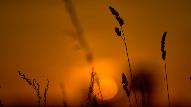 Sunset tallgrass baretree campfire moon free wallpaper - medium preview image