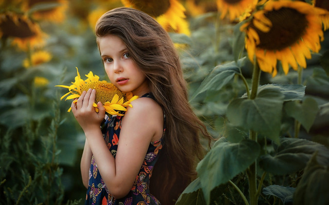 Young girl sunflower field autumn free wallpaper - medium preview image
