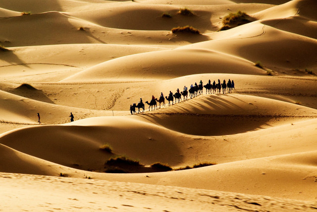 Group horses desert landscape sunlight free wallpaper - medium preview image
