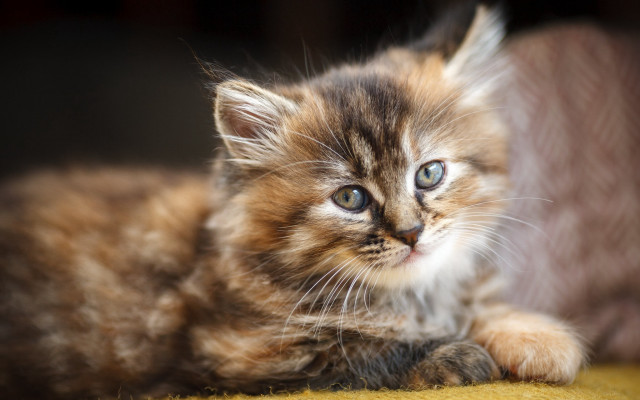 Small kitten yellow blanket couch free wallpaper - medium preview image