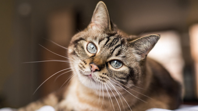 Blue eyed cat bed looking free wallpaper - medium preview image