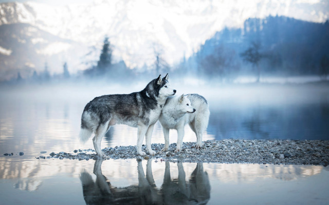 Wolf shore lake mountains fog free wallpaper - medium preview image