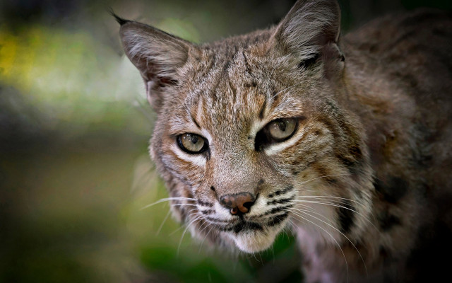 Cat closeup blurry background dog free wallpaper - medium preview image