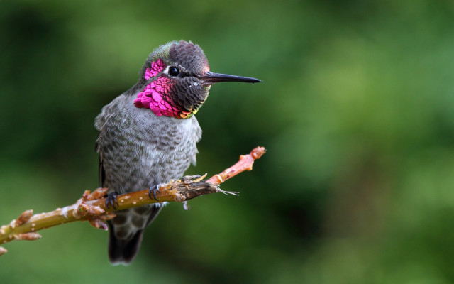 Hummingbird pink black neck branch free wallpaper - medium preview image