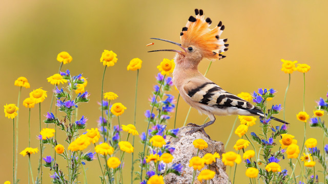 Bird long beak flower field free wallpaper - medium preview image